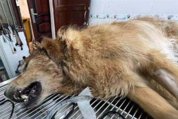 狗狗的中毒类型，分为吸入中毒、误食中毒和接触中毒