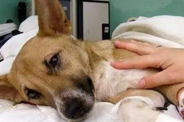 狗狗的中毒类型，分为吸入中毒、误食中毒和接触中毒