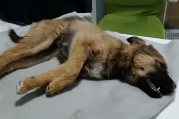 狗狗的中毒类型，分为吸入中毒、误食中毒和接触中毒
