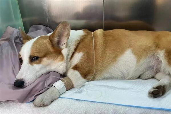 狗狗的中毒类型，分为吸入中毒、误食中毒和接触中毒