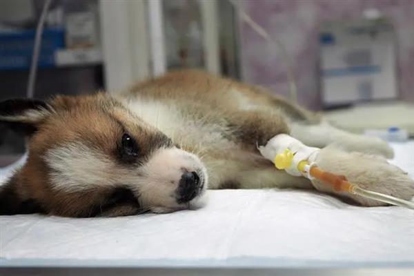狗狗的中毒类型，分为吸入中毒、误食中毒和接触中毒