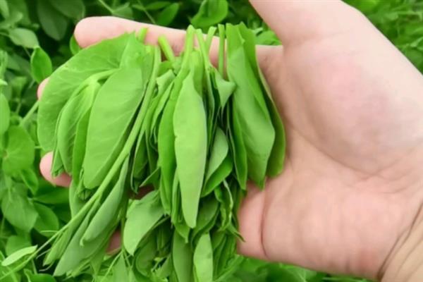 豌豆苗发芽所需时间，种植后经过3天左右即可出芽
