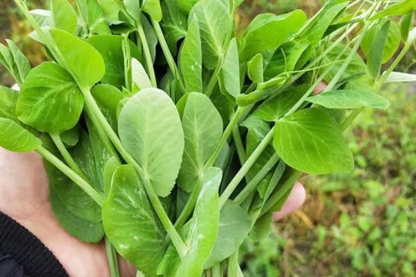 豌豆苗发芽所需时间，种植后经过3天左右即可出芽