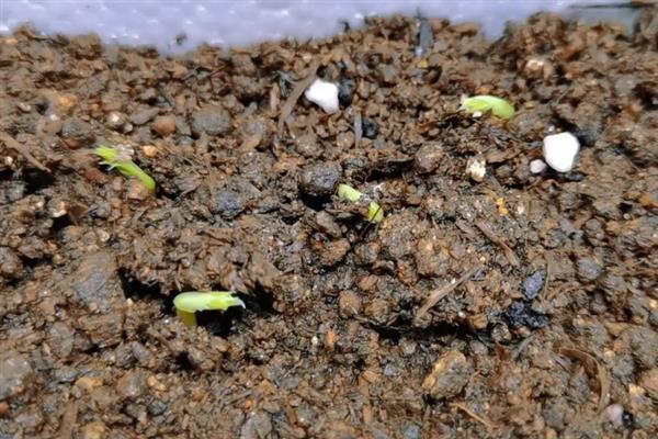 豌豆苗发芽所需时间，种植后经过3天左右即可出芽