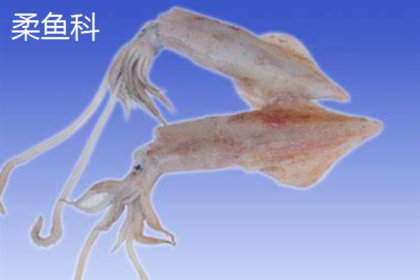 什么时候鱿鱼是旺季，夏季是吃鱿鱼的旺季