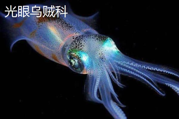 什么时候鱿鱼是旺季，夏季是吃鱿鱼的旺季