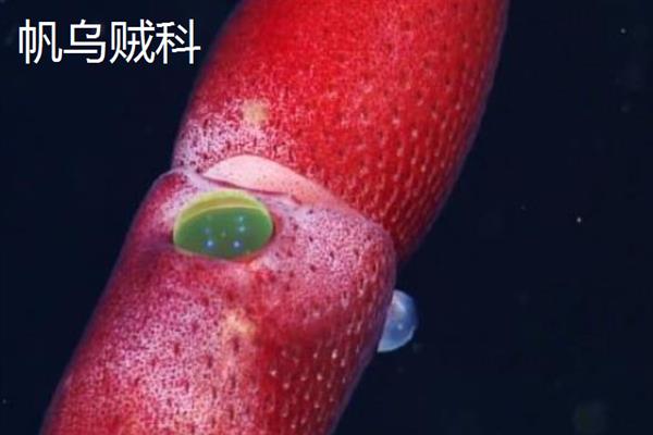 什么时候鱿鱼是旺季，夏季是吃鱿鱼的旺季