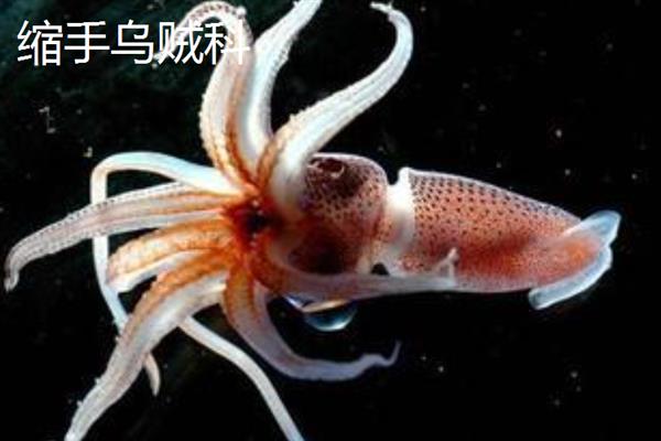 什么时候鱿鱼是旺季，夏季是吃鱿鱼的旺季