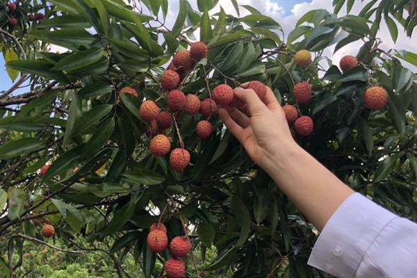 荔枝的需肥规律和时期，初期和后期含有氮磷钾较多、中期会降低