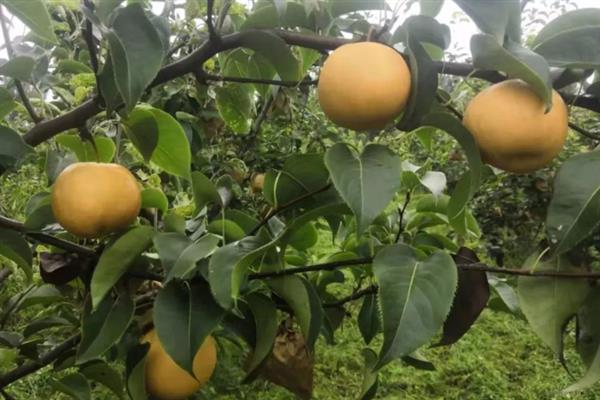 梨树有哪些优质品种，常见的有翠玉梨、翠冠梨、绿宝石梨等