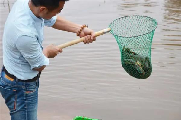 钓鱼必须要使用抄网吗，主要取决于鱼情
