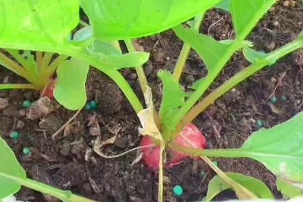 红皮水萝卜的种植时间，在5-8月均可播种