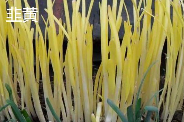 韭黄和蒜黄的区别，外形、味道均不同