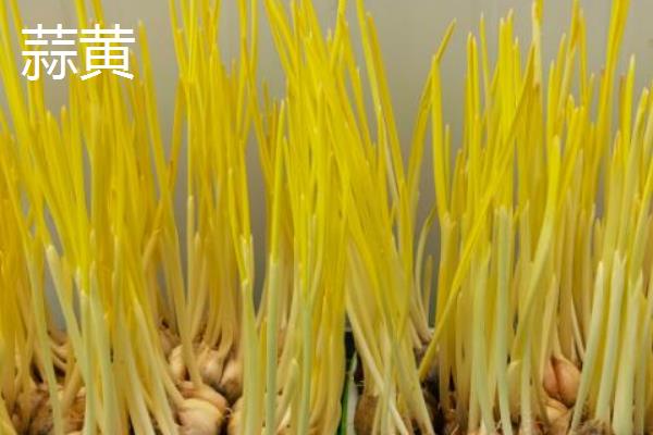 韭黄和蒜黄的区别，外形、味道均不同