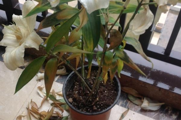 百合花开完花后怎么处理，花朵完全谢掉之后需要对它进行修剪