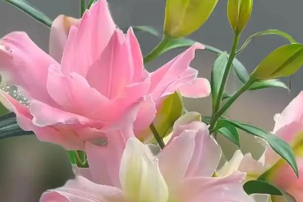 百合花开完花后怎么处理，花朵完全谢掉之后需要对它进行修剪