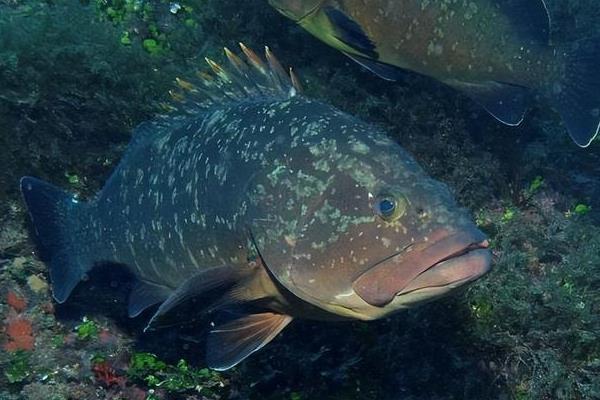 石斑鱼吃什么，食物以虾、蟹等甲壳类为主