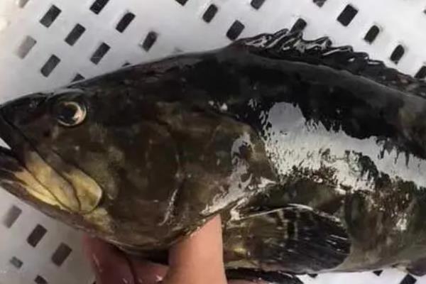 石斑鱼吃什么，食物以虾、蟹等甲壳类为主