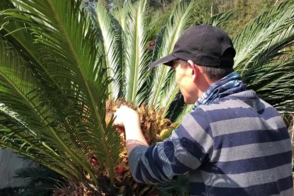 铁树怎么分株繁殖，挖出健康的分株、修剪根系并经过消毒后再栽入基质中