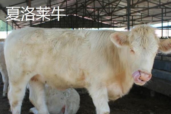 一只牛大概有多少公斤，不同品种的牛，其体重有所不同