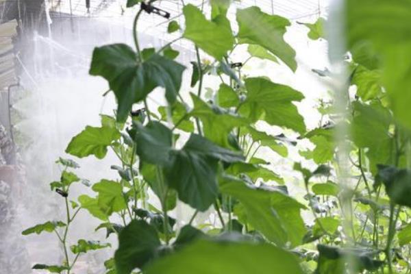 吊瓜怎么种植和管理，藤蔓长度达到20-25厘米时要引蔓上架