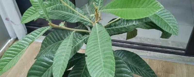 枇杷树太高能否锯断主干，锯断后可让营养集中供应加快结果速度