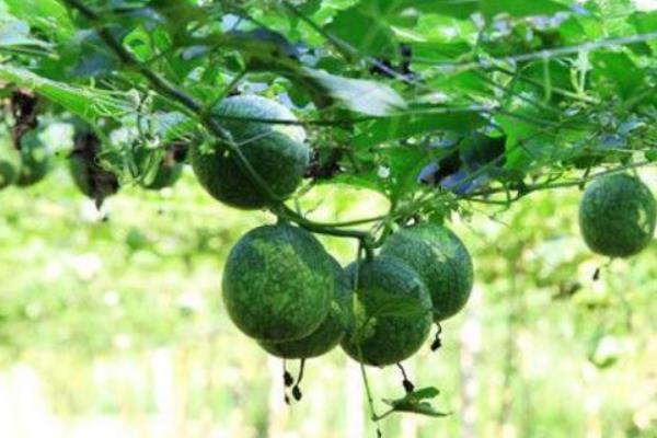 吊瓜怎么种植和管理，藤蔓长度达到20-25厘米时要引蔓上架