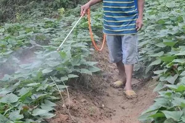 红薯田除草剂的种类，一般选用乙草胺、精喹禾灵等药物