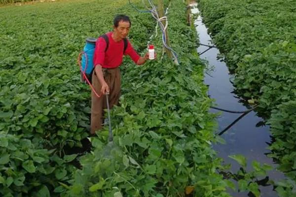 红薯田除草剂的种类，一般选用乙草胺、精喹禾灵等药物