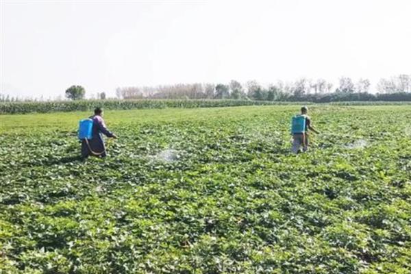 红薯田除草剂的种类，一般选用乙草胺、精喹禾灵等药物
