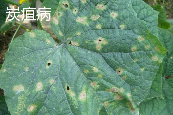 吊瓜怎么种植和管理，藤蔓长度达到20-25厘米时要引蔓上架