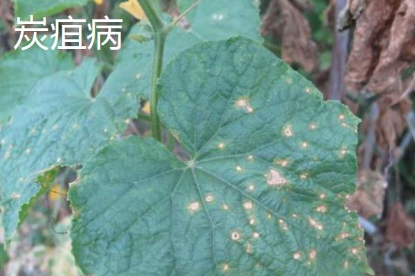吊瓜怎么种植和管理，藤蔓长度达到20-25厘米时要引蔓上架