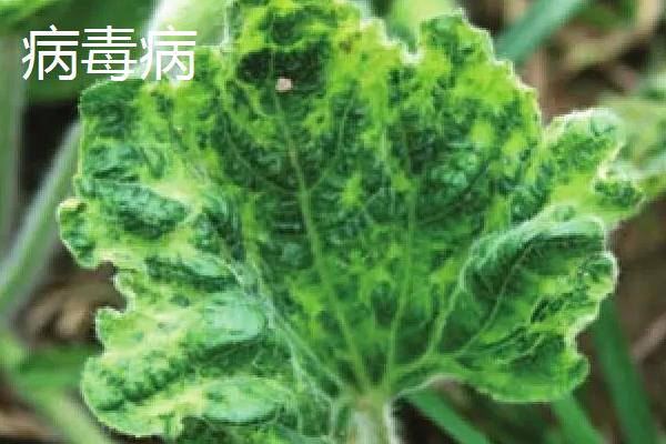 吊瓜怎么种植和管理，藤蔓长度达到20-25厘米时要引蔓上架