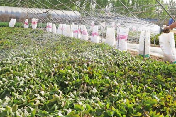红薯田除草剂的种类，一般选用乙草胺、精喹禾灵等药物