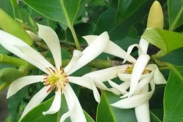 白兰花的生长条件，适合在微酸性土壤中种植