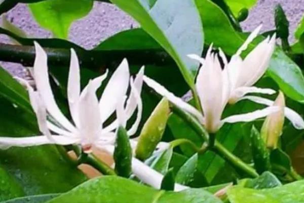白兰花的生长条件，适合在微酸性土壤中种植