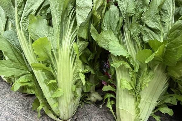 芥菜和梅菜是不是一种菜，二者不是同一种菜