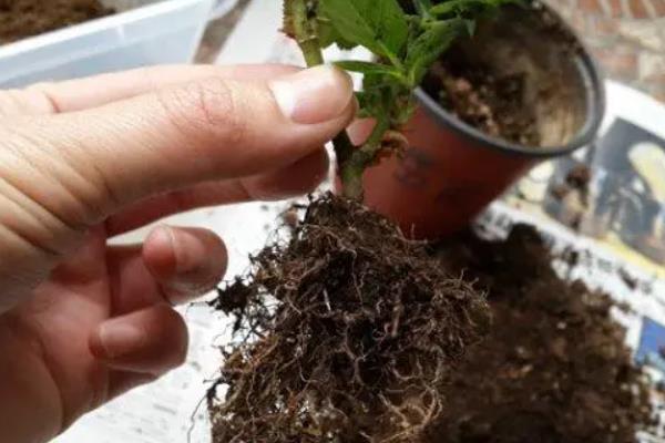 月季烂根怎么办，需把一些老根烂根剪掉