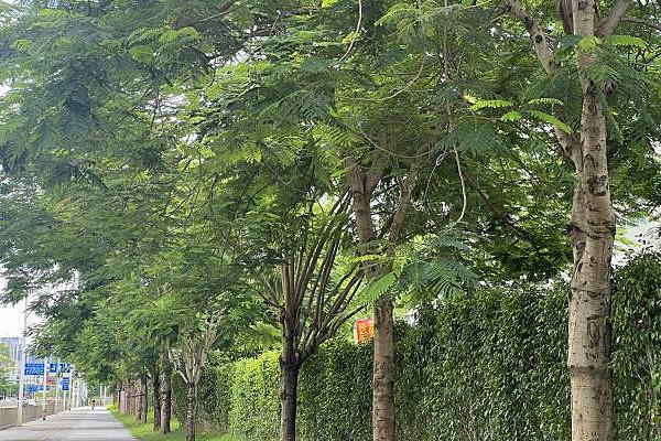 防辐射的植物有哪些，包括仙人掌、垂叶榕、黄金葛等种类