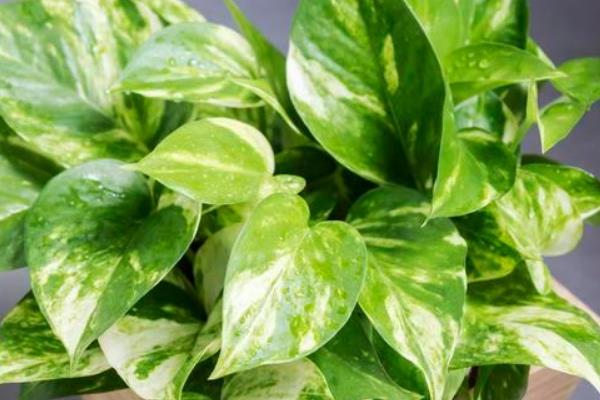 防辐射的植物有哪些，包括仙人掌、垂叶榕、黄金葛等种类