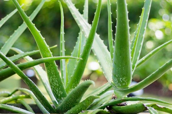 防辐射的植物有哪些，包括仙人掌、垂叶榕、黄金葛等种类