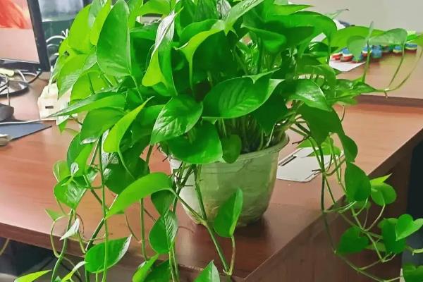 防辐射的植物有哪些，包括仙人掌、垂叶榕、黄金葛等种类