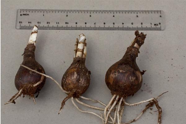石蒜种球的种植方法，适宜生长在疏松透气的土壤中