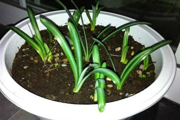 石蒜种球的种植方法，适宜生长在疏松透气的土壤中