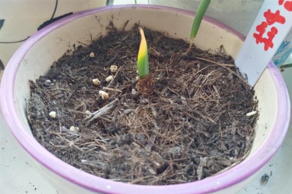 石蒜种球的种植方法，适宜生长在疏松透气的土壤中