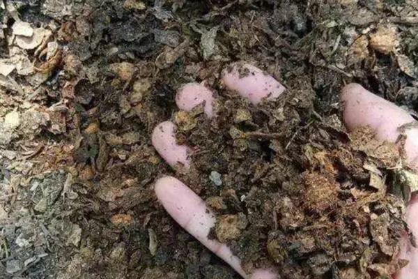 石蒜种球的种植方法，适宜生长在疏松透气的土壤中