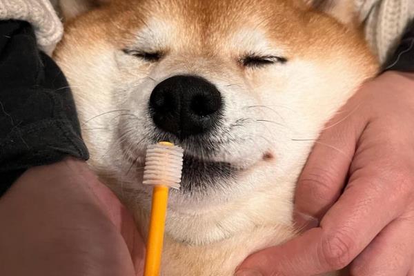 给狗狗刷牙的流程，牙龈和牙齿都要刷干净