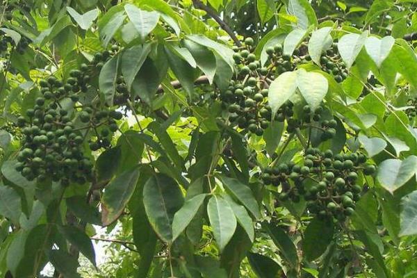 关黄柏要种多久才能收获，种植树苗或幼树只需5-8年