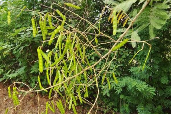 含羞草果实的形状特征，长度在1-2厘米之间