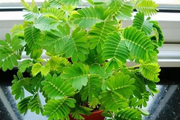 含羞草果实的形状特征，长度在1-2厘米之间